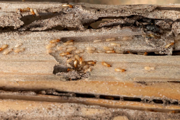 Best Mosquito Control Services  in Stanford, CA