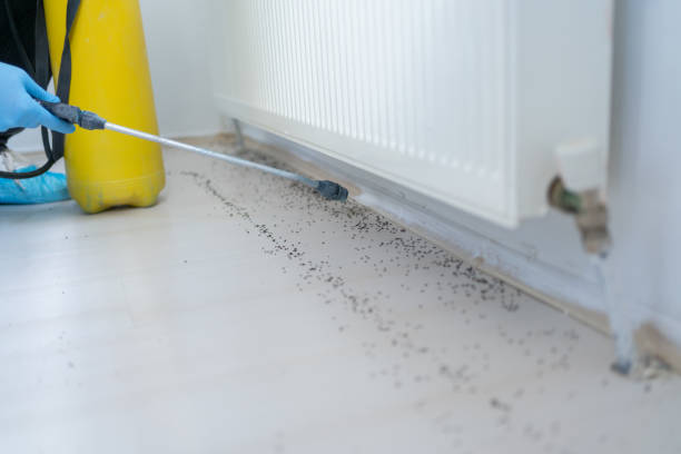 Best Termite Control Services  in Stanford, CA